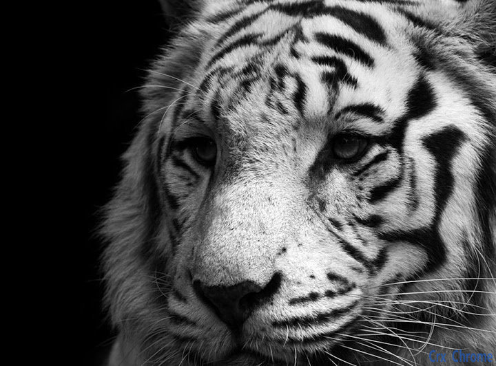 Black And White HD Animal Wallpapers Theme