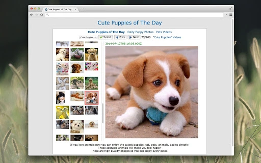 Cute Puppies of The Day Screenshot Image