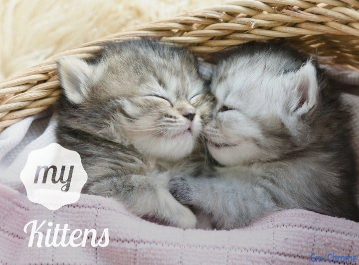 My Kittens Cute Cat Kitten Animal Wallpapers Image