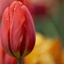 Spring Tulips 1.0