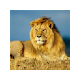 Lion Backgrounds & Themes