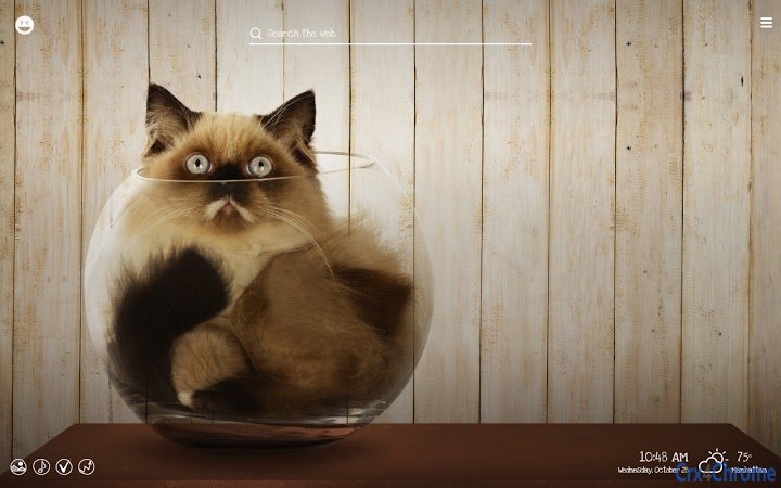 Funny Cats & Kittens Hilarious Pets HD Theme Screenshot Image #3
