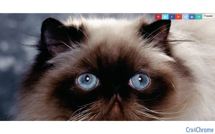 Lovely Cats Tab Screenshot Image