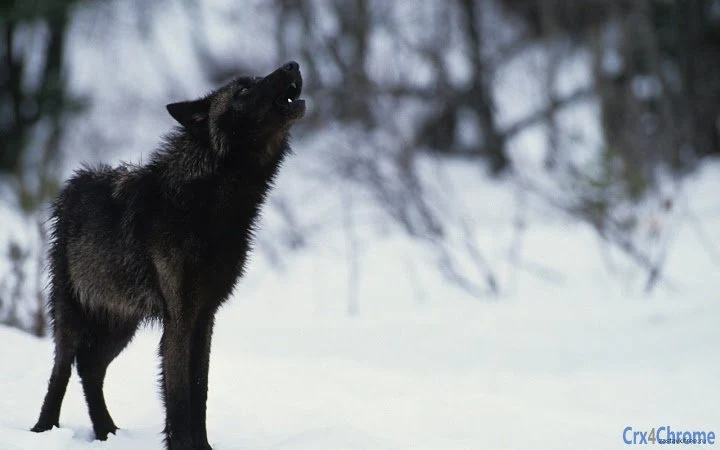 Wolf Screenshot Image