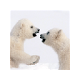 *NEW* Baby Polar Bears HD New Tab Theme