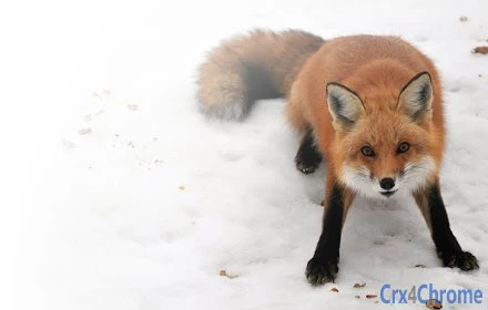 Red Fox Snow Image