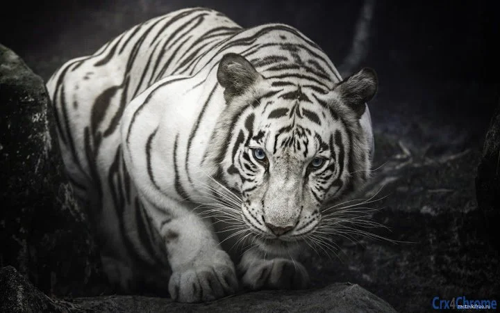 Tiger Screenshot Image